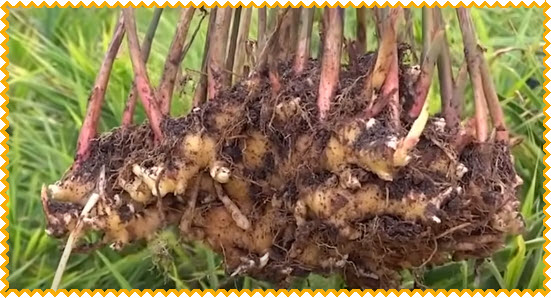 What are the steps for maintaining ginger plants? Check cropping conditions (free from weeds, uniform growth); Perform watering according to the needs and climatic conditions; Perform embroidery at the age of one month after planting using seeds / seedlings of the same age; Do the weeding about 2-3 weeks after planting (according to weed conditions), then continue about once every 3-6 weeks; Record the tools used for weeding (mechanical / manual); Perform heaping every month, starting at the age of 2 months or at the same time as weeding.