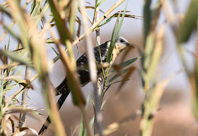 Great Spotted Cuckoo - Oued Massa, Morocco