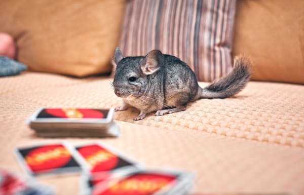 Por qué ladran las chinchillas