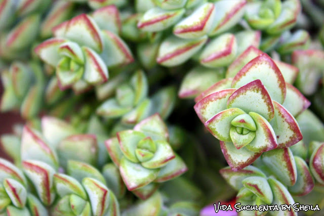 Crassula Perforata