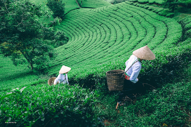 Tea farm in Phu Tho