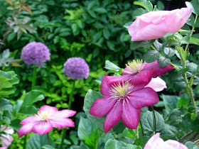 My Love Affair with Clematis: