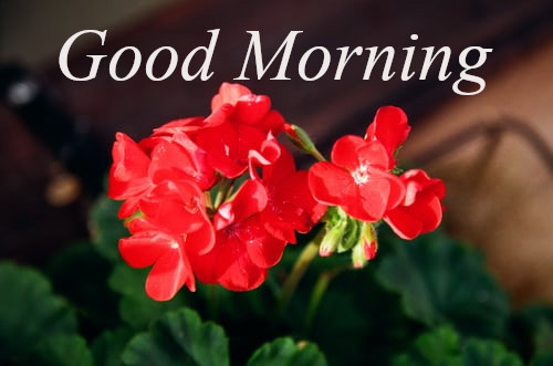 Latest Best Good Morning Wishes.