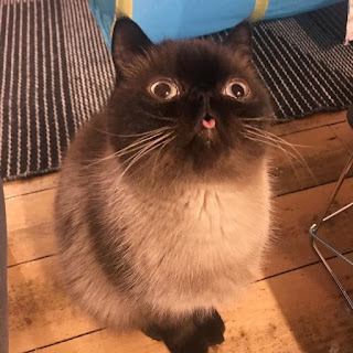 Este lindo gato se está apoderando de Internet con su lengua colgante