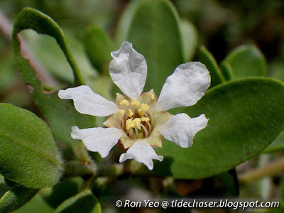 Mentigi (Pemphis acidula)