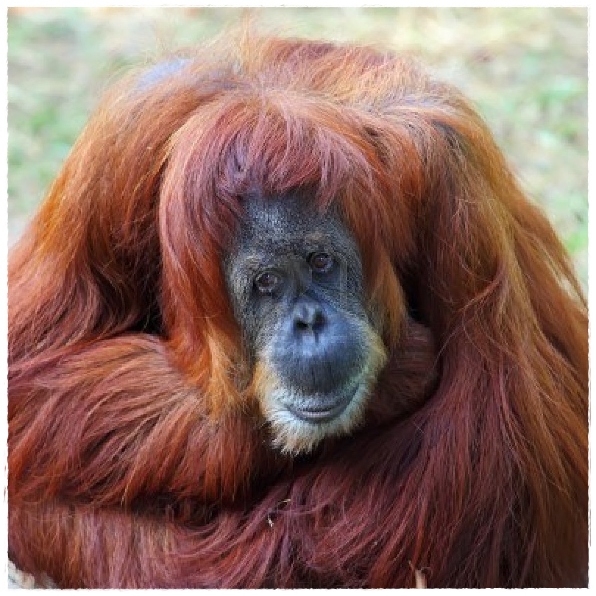 Gambar Orang Utan Dunia Binatang