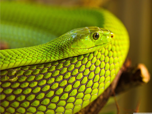 green_snake_macro