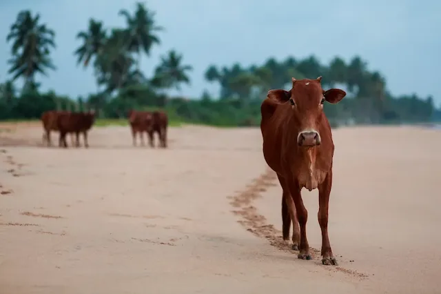 Indian cow