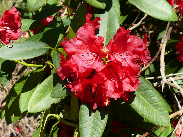 red rhodadendron flowers