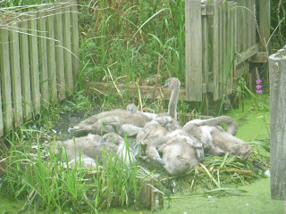 A nest containing five adolescent Mute Swan cygnets