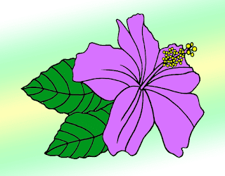 Hibiscus Drawing