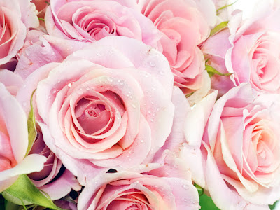 fotografias de rosas lindas