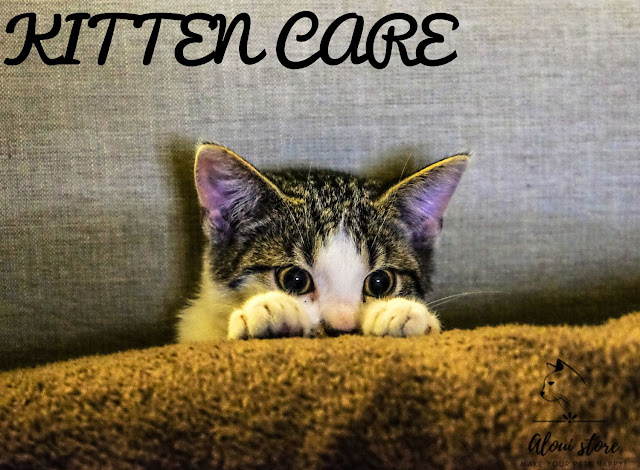 Kitten Care