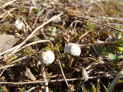 Tulostoma brumale berłóweczka zimowa