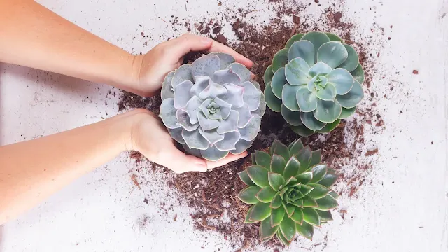 how grow succulents