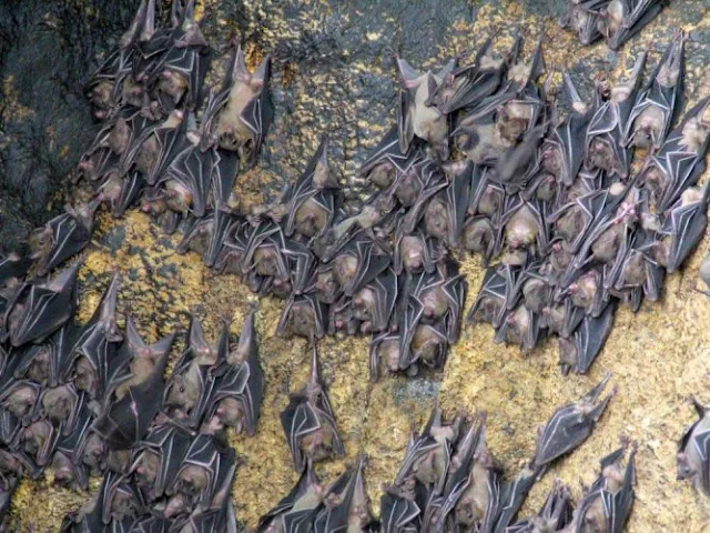Índia deve lançar uma vigilância nacional de morcegos frugívoros como parte de uma busca pelo vírus Nipah  