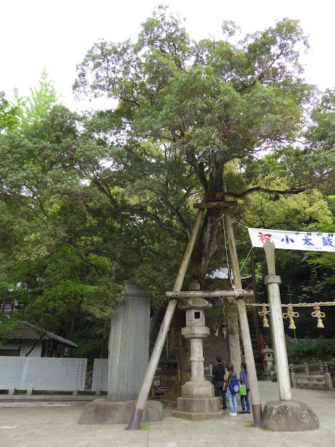 枚岡神社 御神木