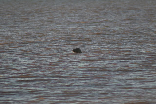 Grey Seal