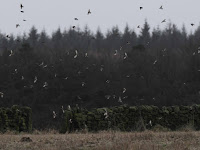 Brambling - Screetham Lane