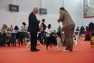 australian shepherd in dog show