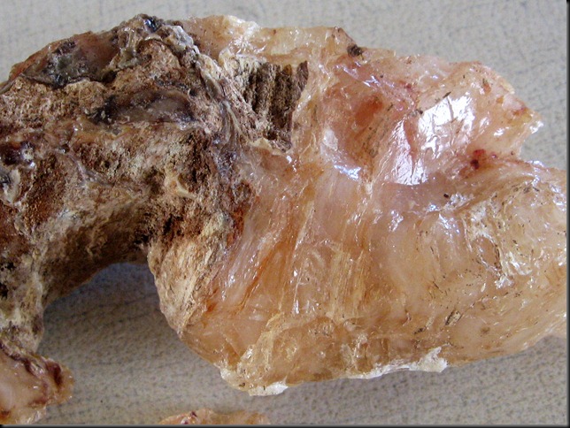 kauri gum