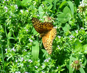Beautiful butterfly pollinating wildflowers at White Rock Lake