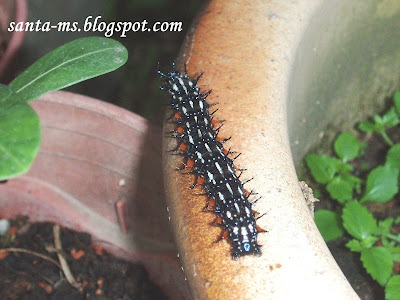 CRITTER CATERPILLAR CREEPY-CRAWLY