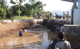 Panen Ikan Ditutupnya Dam Colo Barat