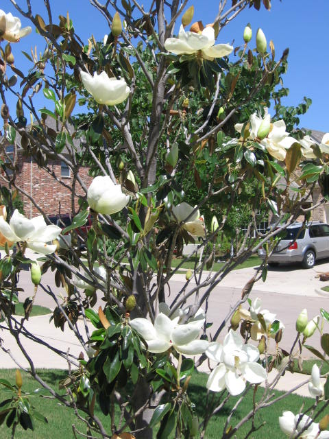 japanese magnolia tree pictures. magnolia tree. japanese