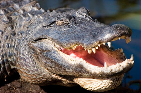 Crocodilo Sorrindo