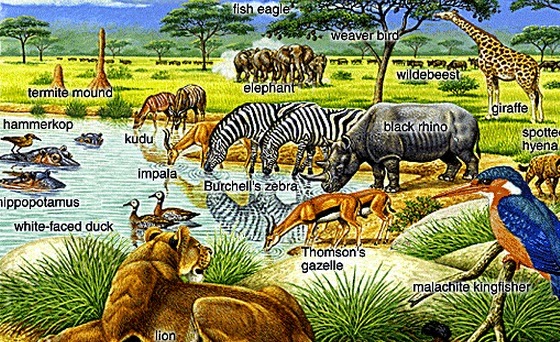 Hasil gambar untuk ekosistem