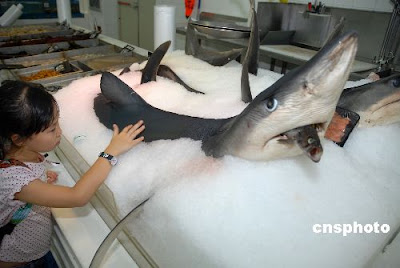 Blue Sharks Put on the Market in China