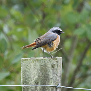 Male Redstart on Greenham Common