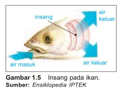 Materi Pembelajaran IPA Kelas 5 Sistem Pernapasan pada 