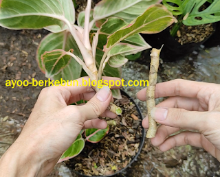 cara menanam batang aglonema