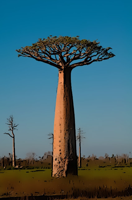 Baobá | Adansonia