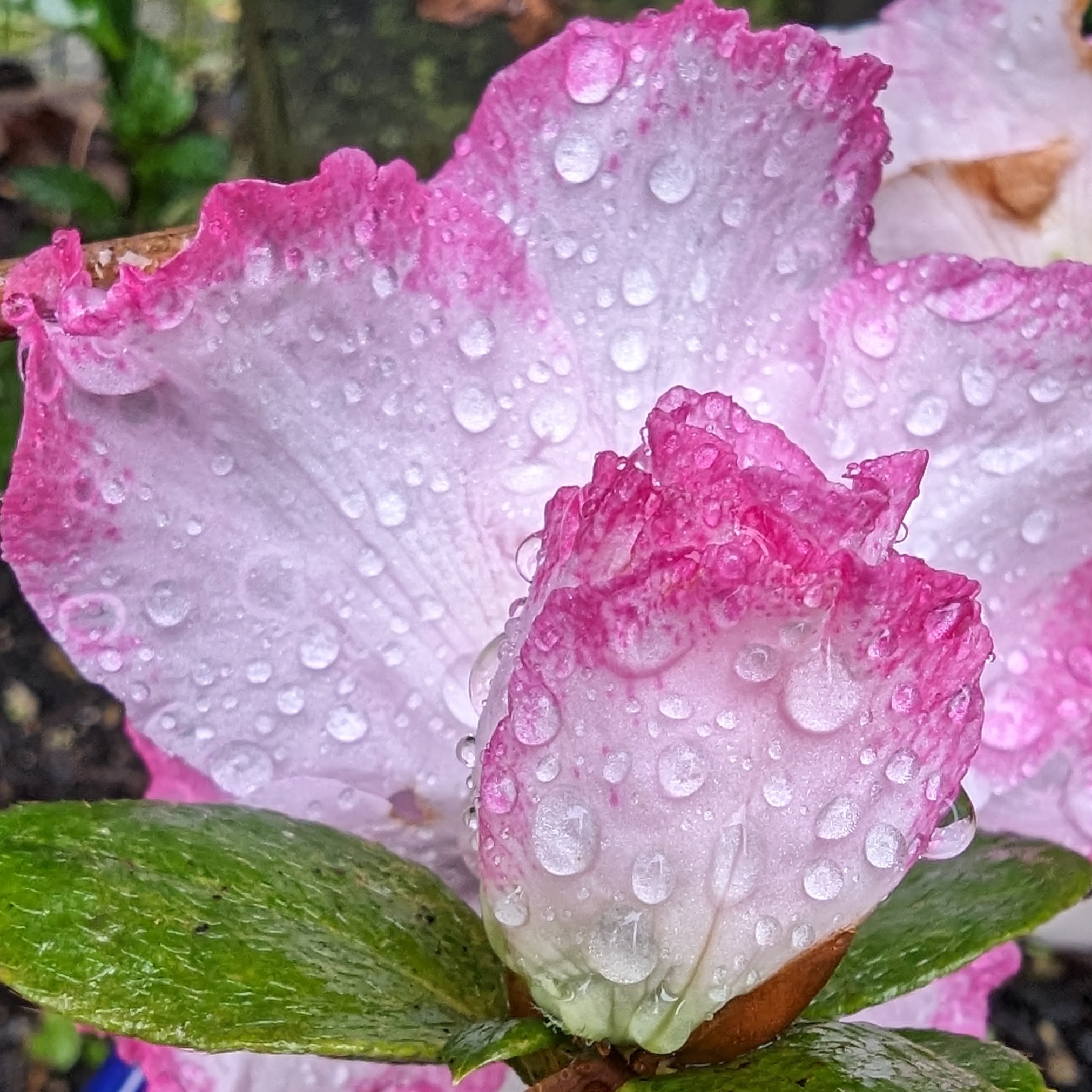 Pink Peony petals covered in raindrops