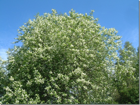 0335 Häggblom