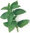 menta