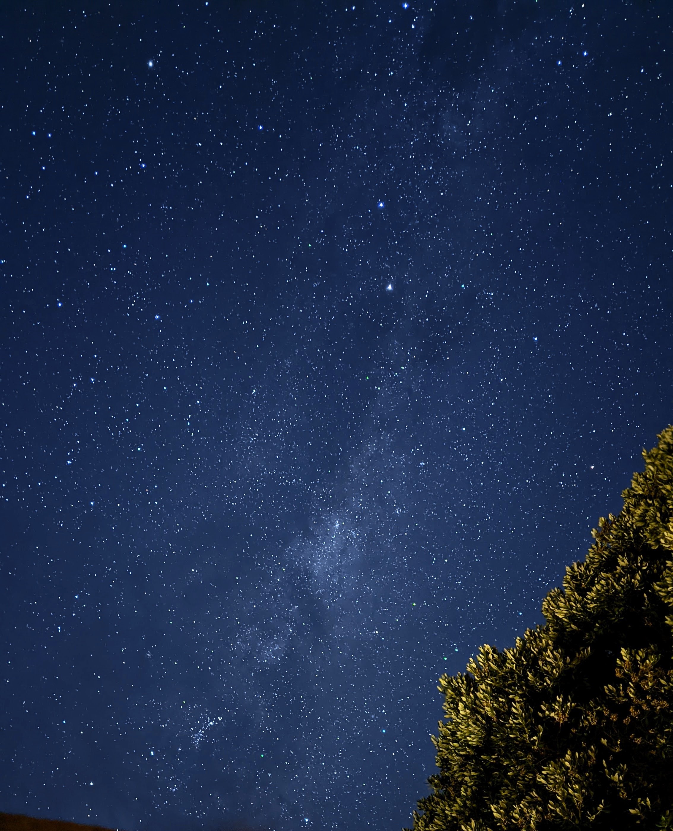 Astrophotography photo of the Milky Way with a tree close to the right