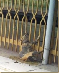 dogabusecrop248