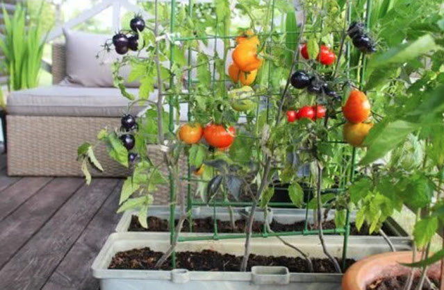 Your kitchen garden and vegetable varieties