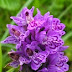 Dactylorhiza Orchids