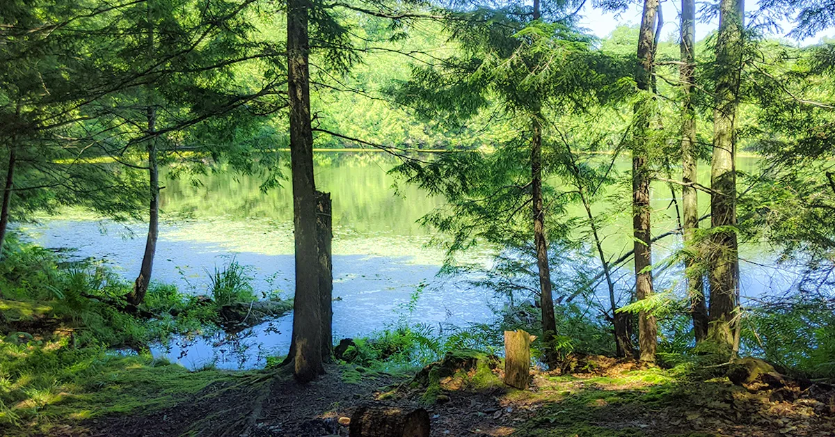 Lake shore beneath pines