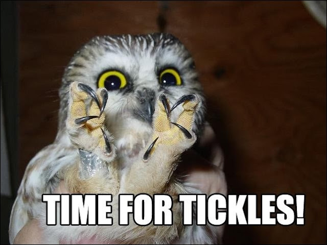 30 Animal pictures with captions, animal captions, animal memes