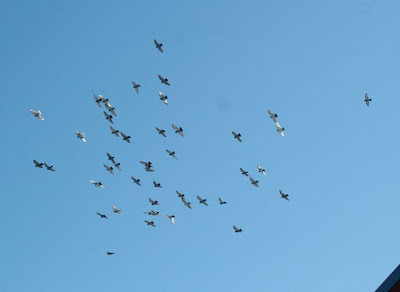 flying pigeons