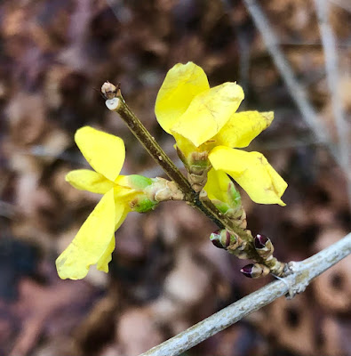 Forsythia blooming in December