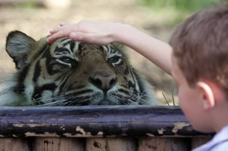 Mengelus Harimau