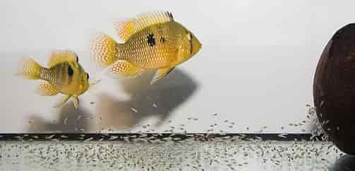 Cichlid breeding