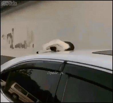 Crazy Cat GIF • Brave feral cat taking a nap on a car roof in the street [ok-cats.com]